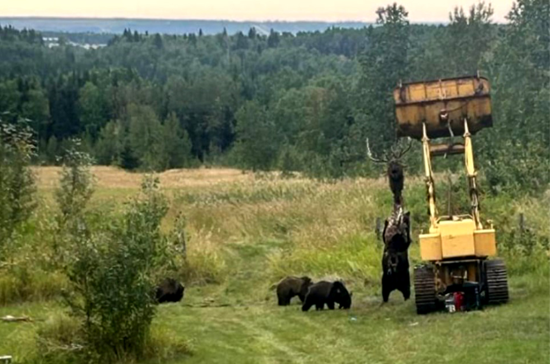 A family of grizzly bears feeds on an elk carcass hanging from a tractor.