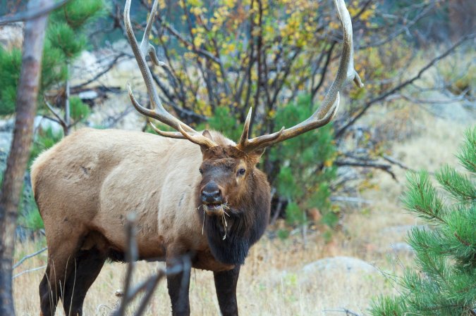 What do elk eat? A lot of fresh and dried grass, like this big bull elk with a mouthful.