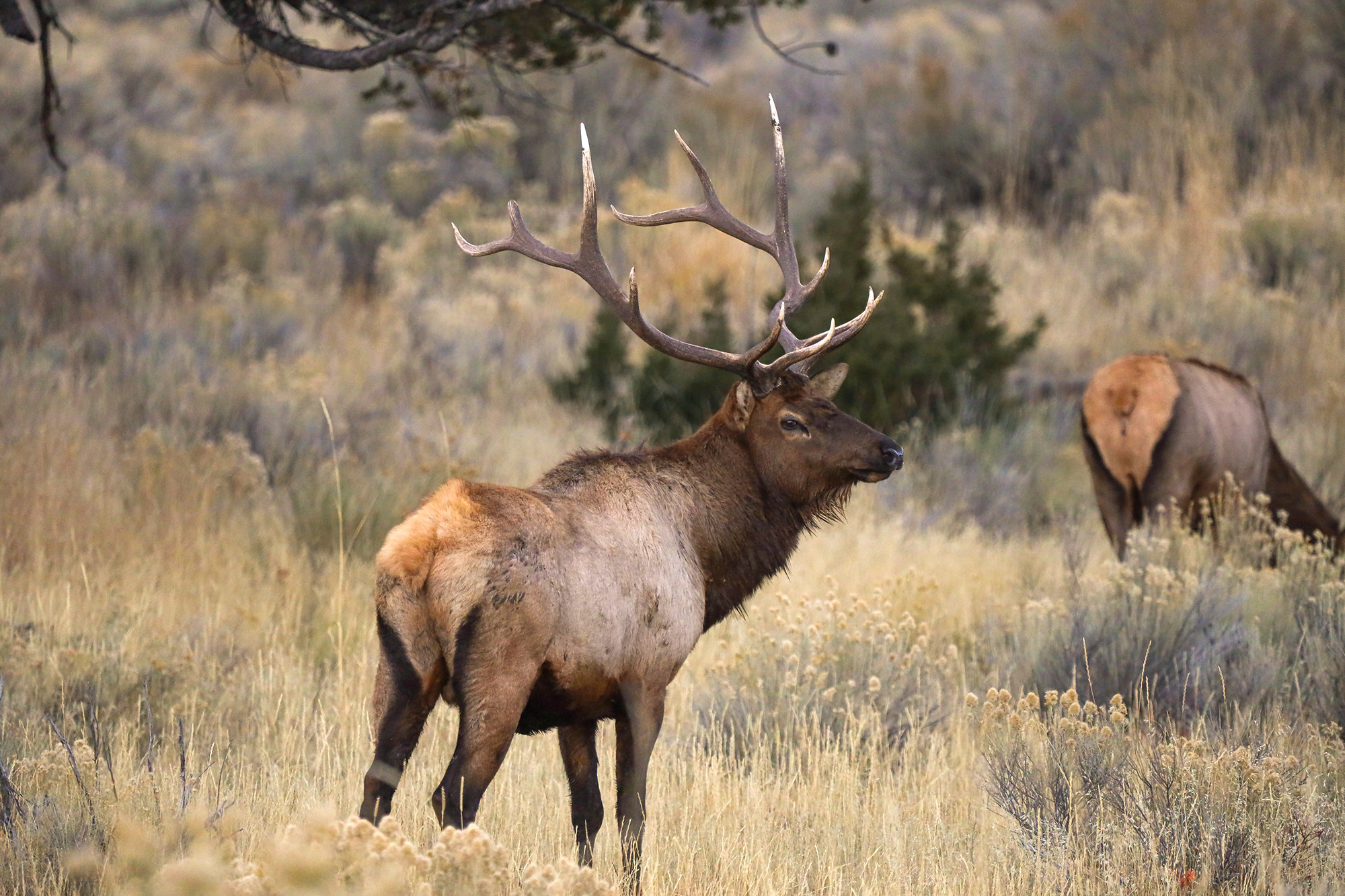 A bull elk raises his head near a feeding cow.