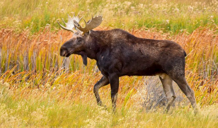 A bull moose walks through the brush.