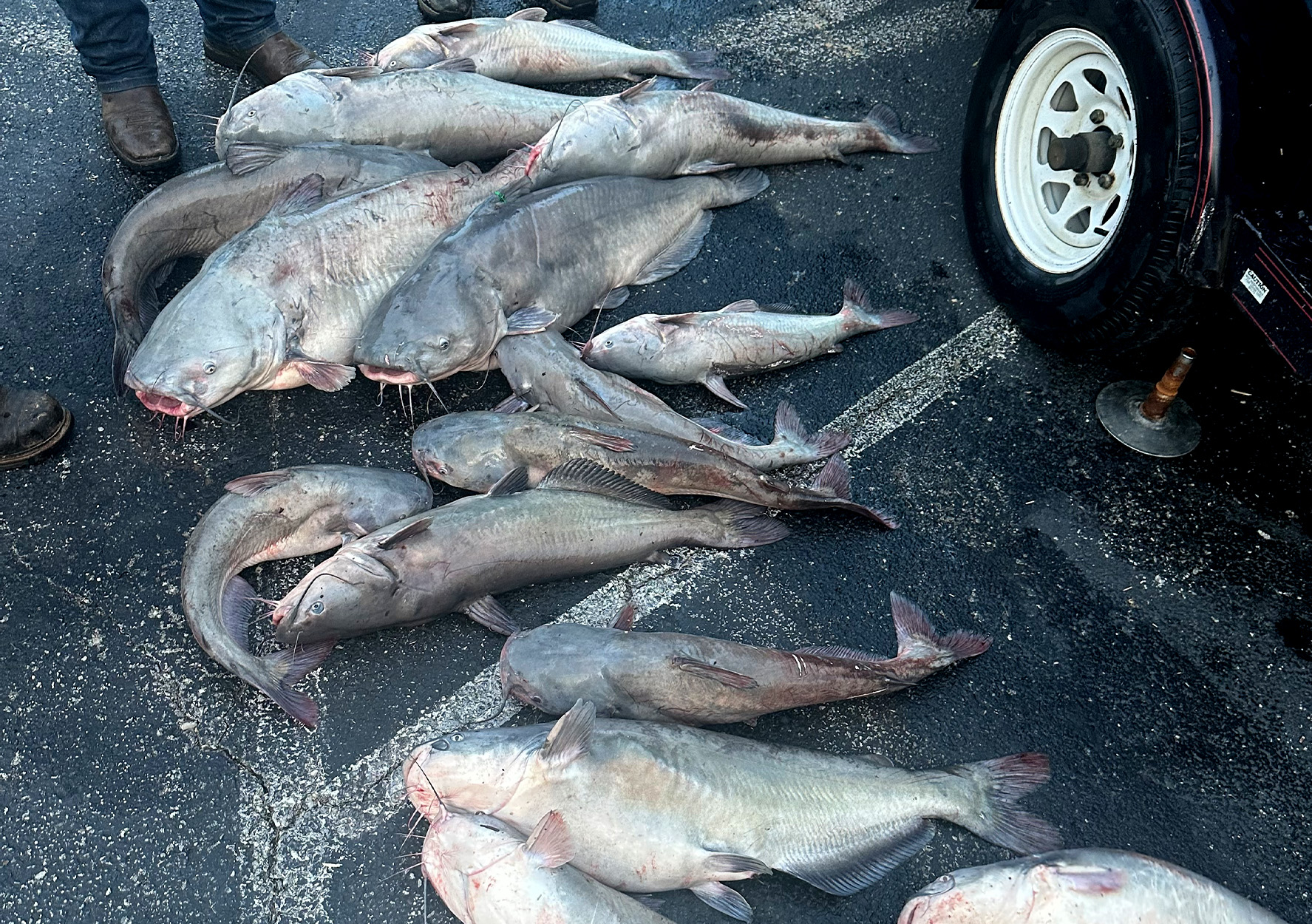 Catfish Trafficking Ring Busted in the South Allegedly Smuggled Trophy Cats into Pay Lakes and Across State Lines