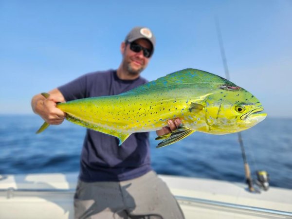 How to catch mahi mahi closer to shore.