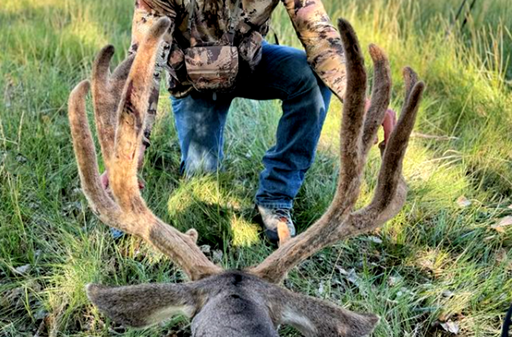 The antlers on a giant mule deer buck killed in Colorado.