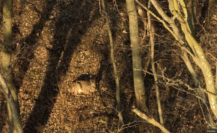 A view of a doe from a drone.