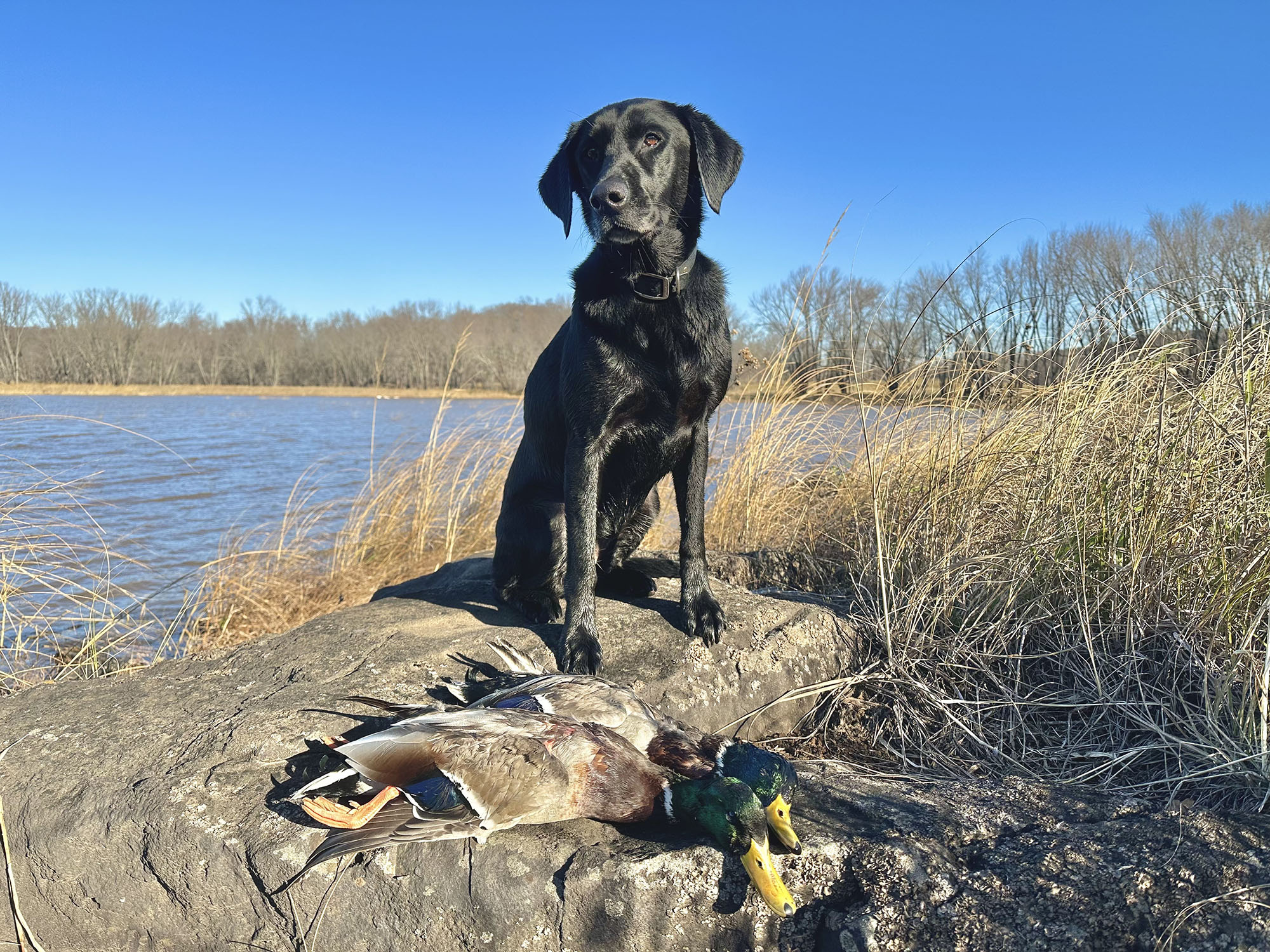 A black Lab with two greenehads.