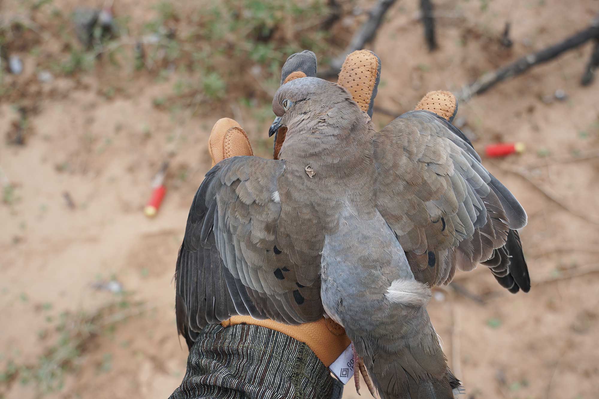 dove hunting argentina