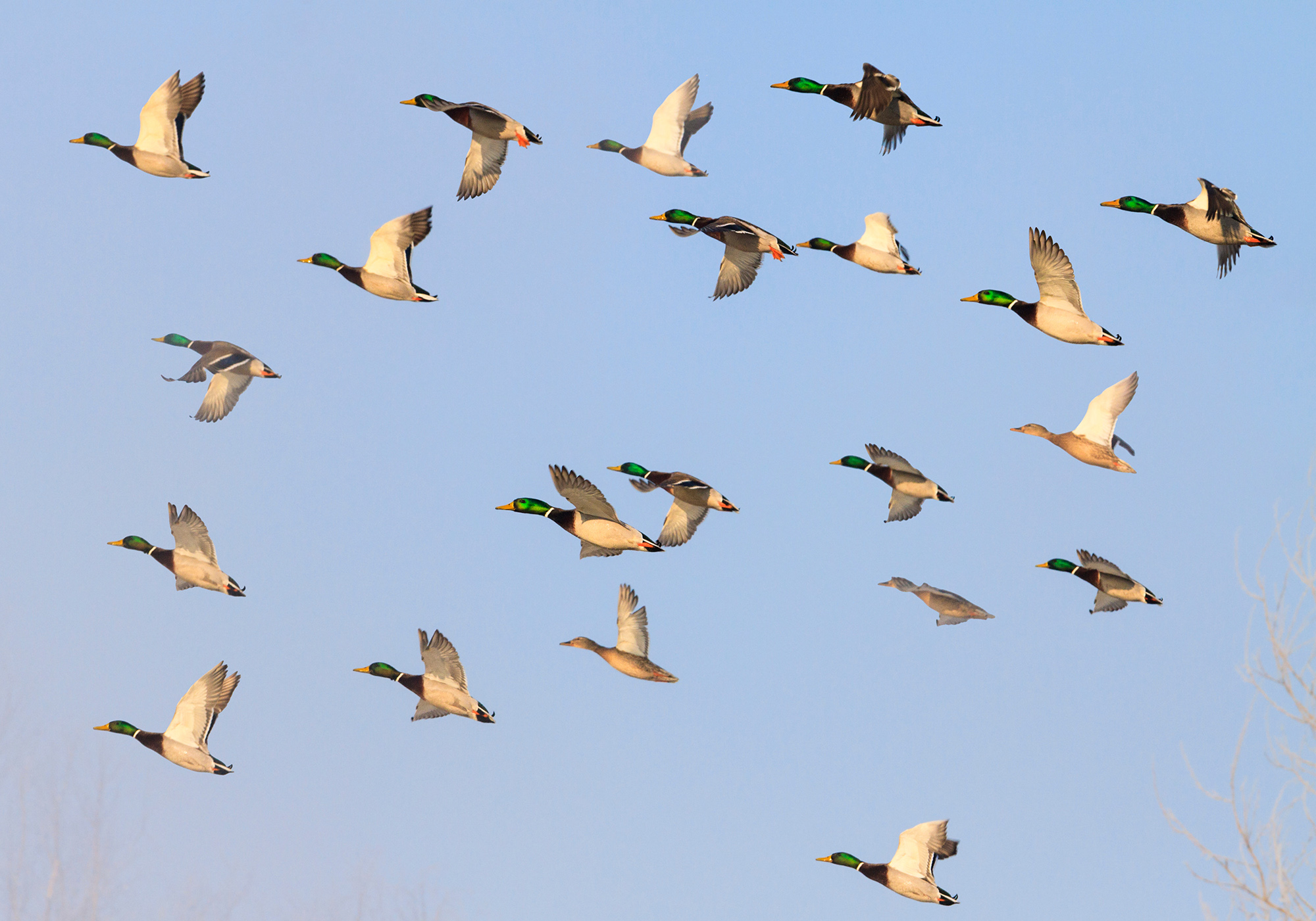 mallards flying in the blue sky