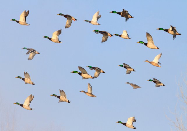 mallards flying in the blue sky