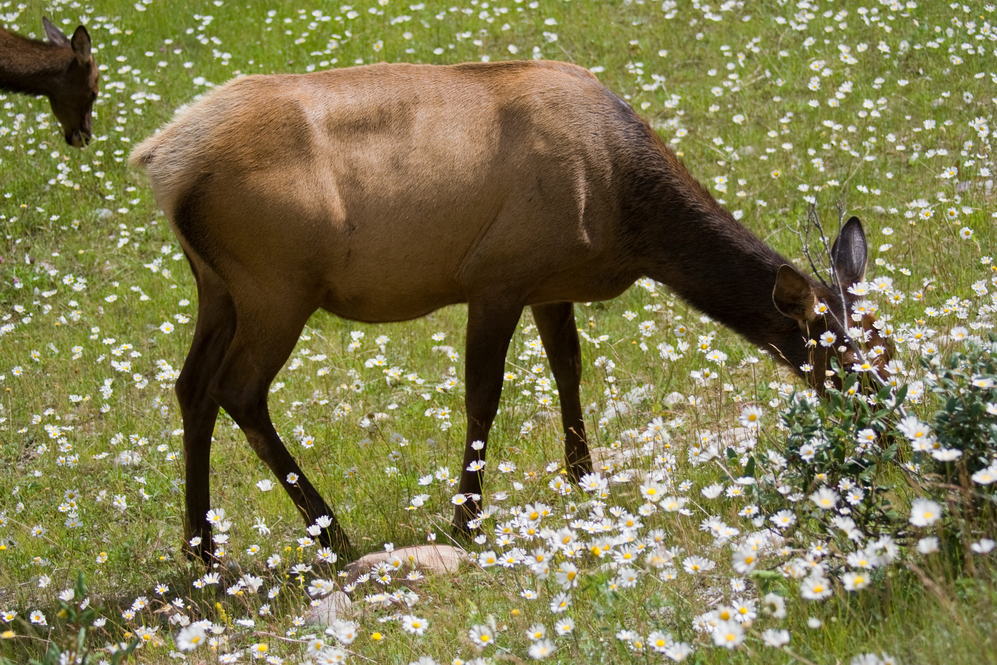 An elk eats grass and flowers in the summer.