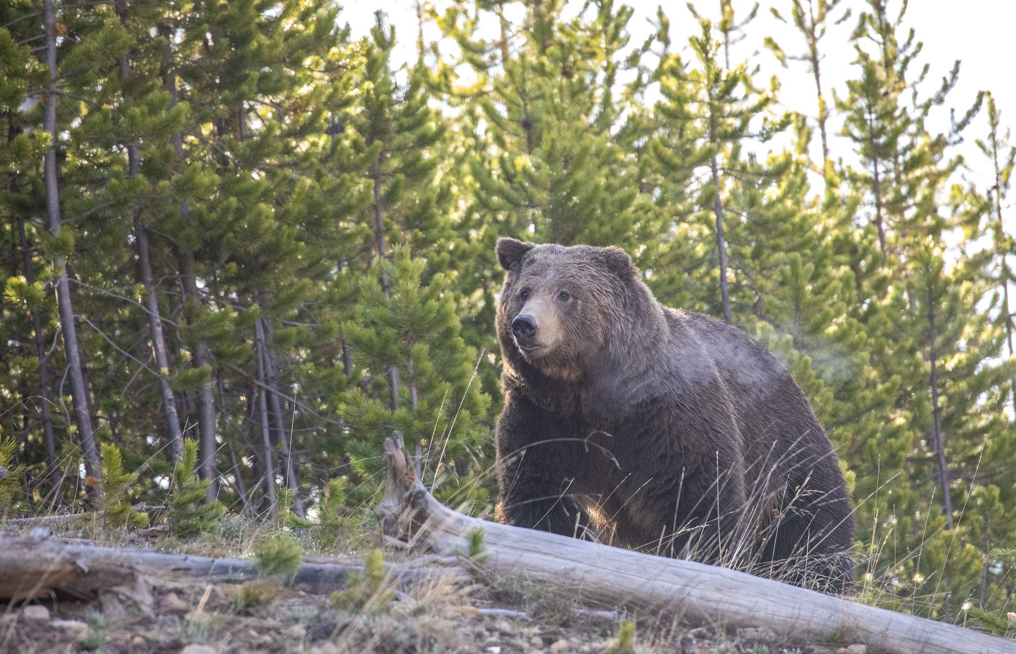 Idaho Bowhunters Kill Grizzly in Self-Protection Throughout ‘Shock Encounter’ Close to Yellowstone