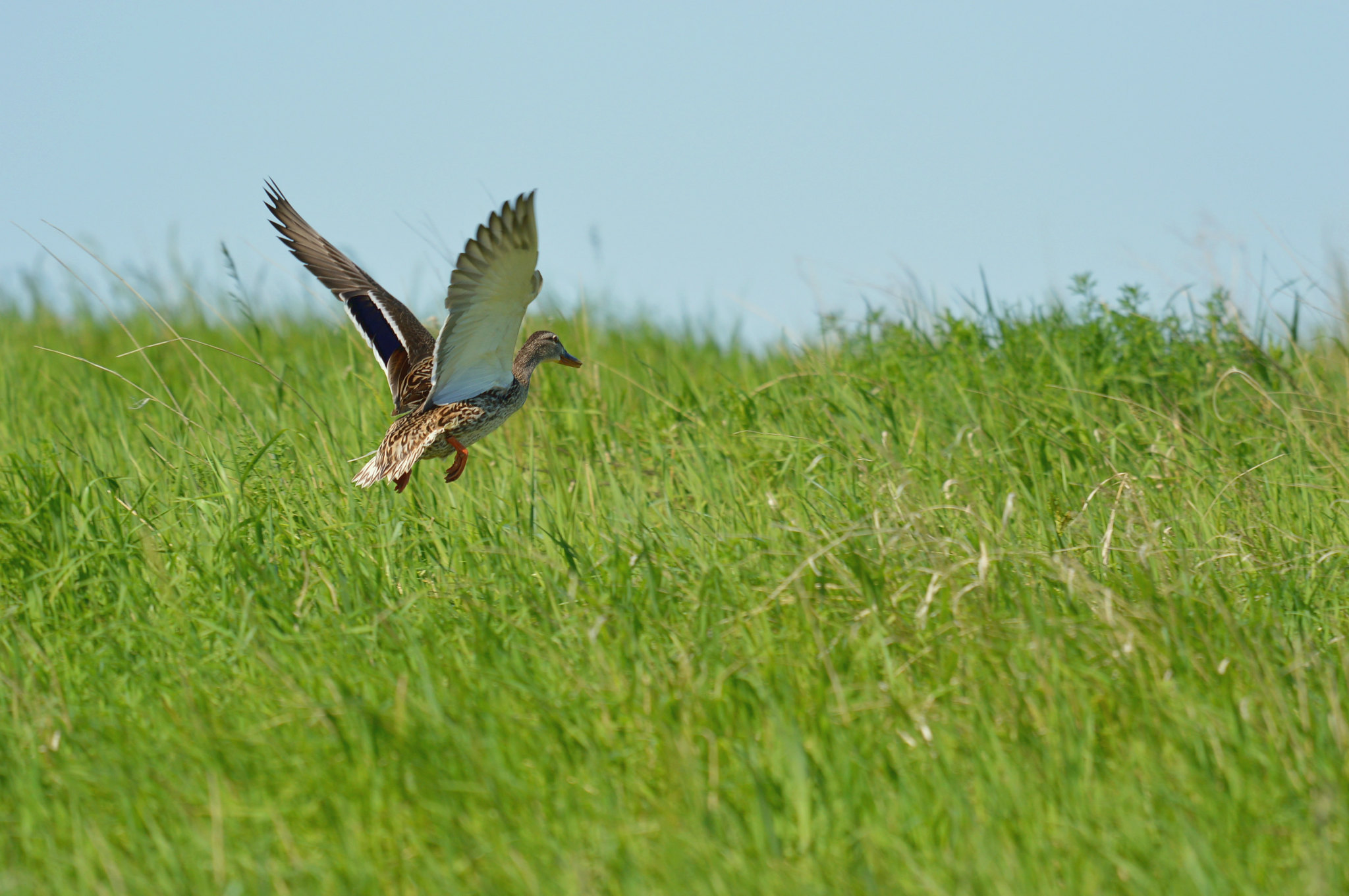 hen mallard flying above grassy cover.