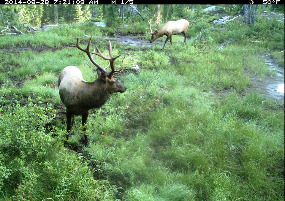 A trail camera photo of two idaho elk