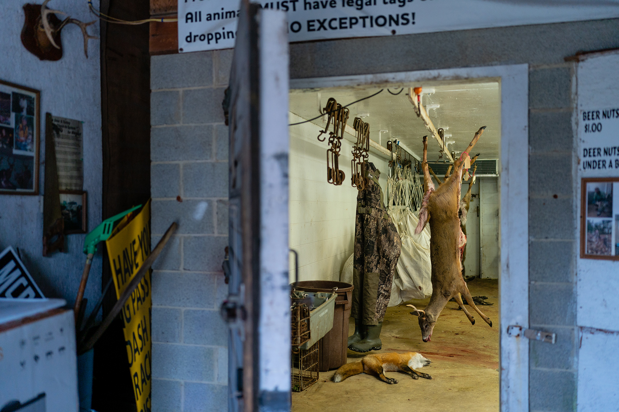 Deer hang in a butcher shop in Maryland