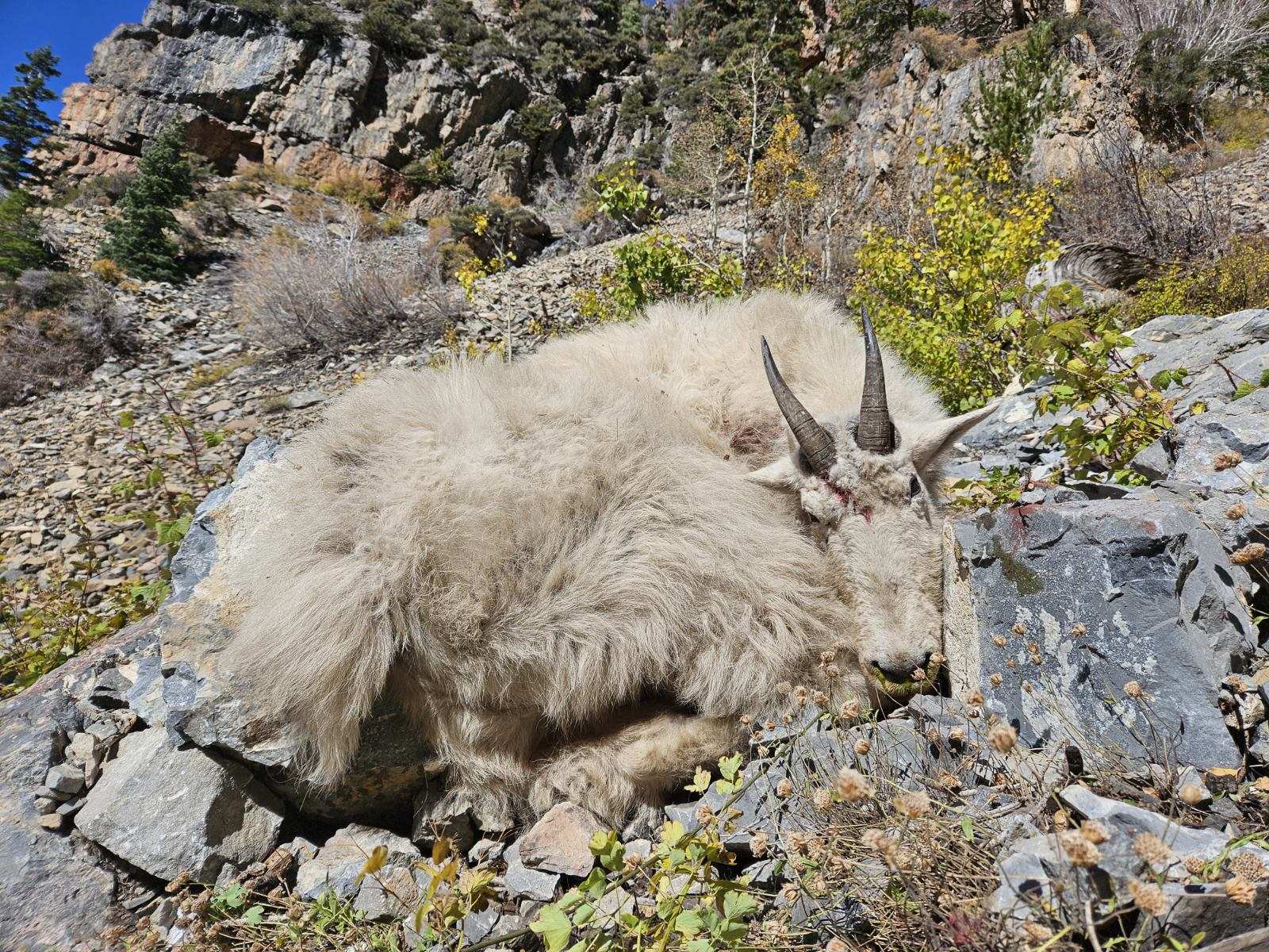 A mountain goat lays against a rock.