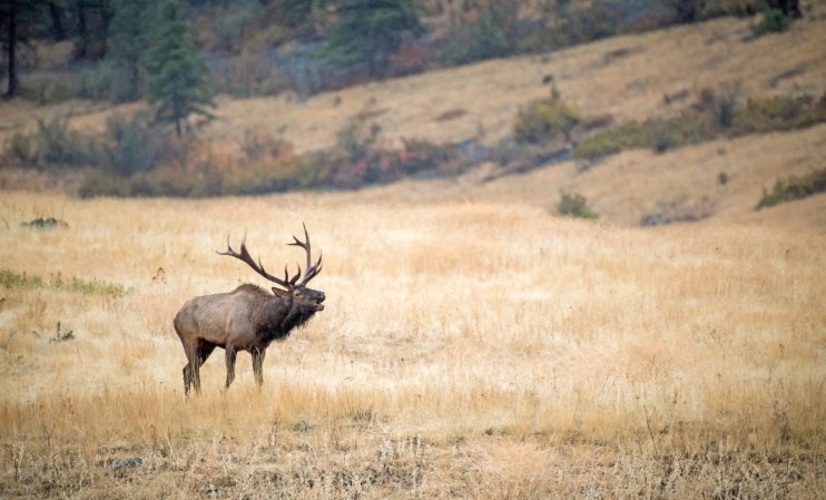 how to call elk