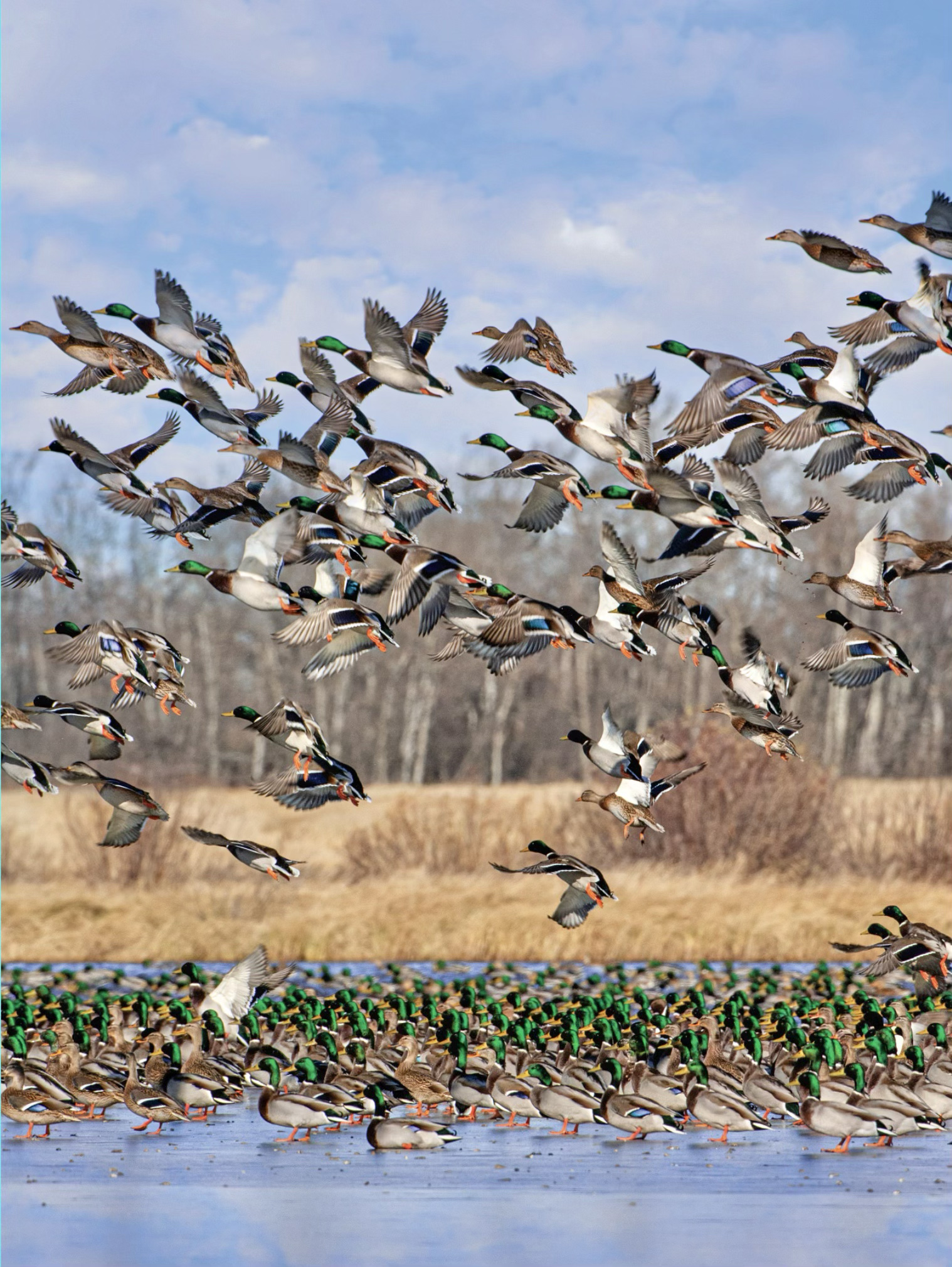 Mallards flushing off a farmpond.