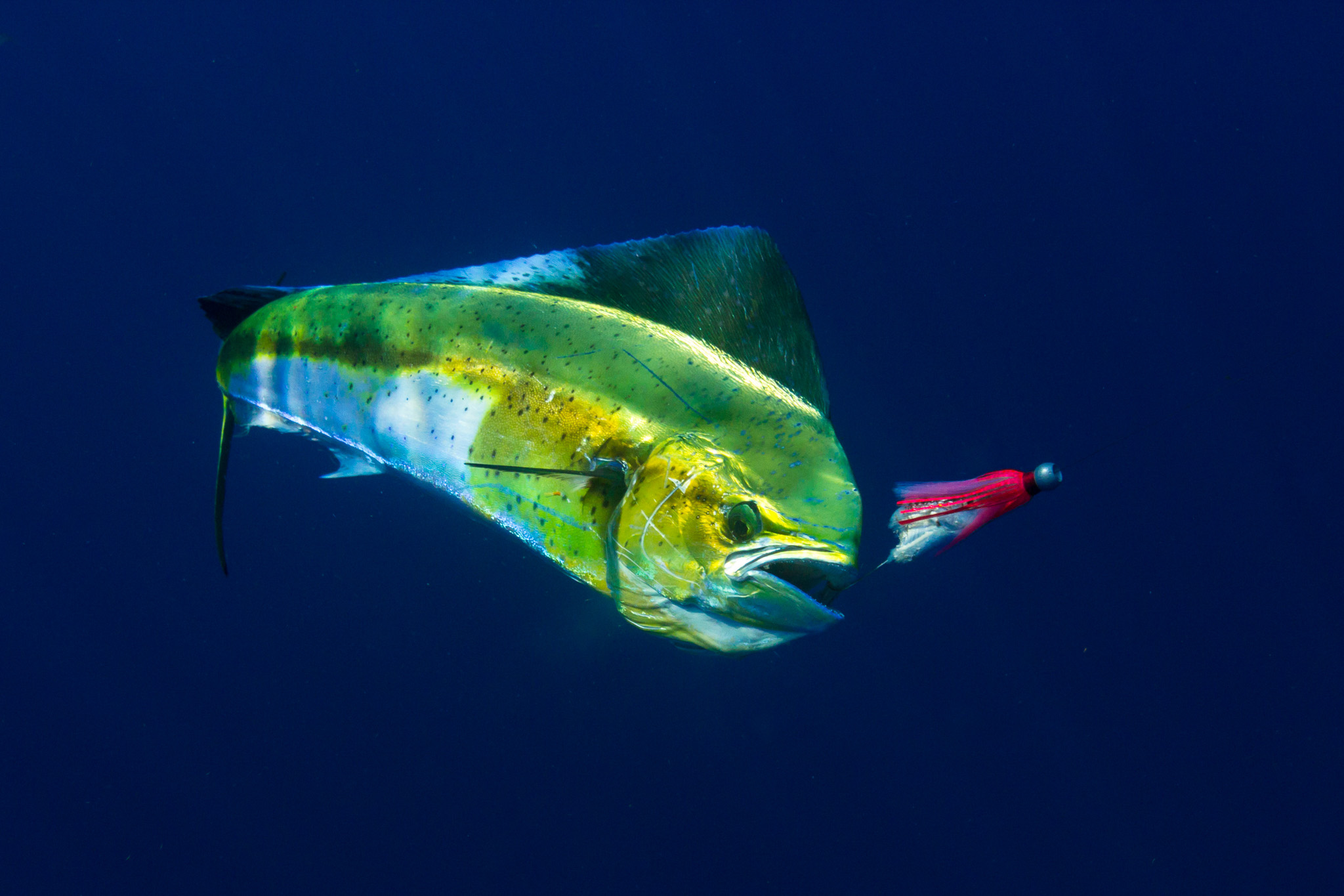 A mahi mahi hooked on a trolled lure.