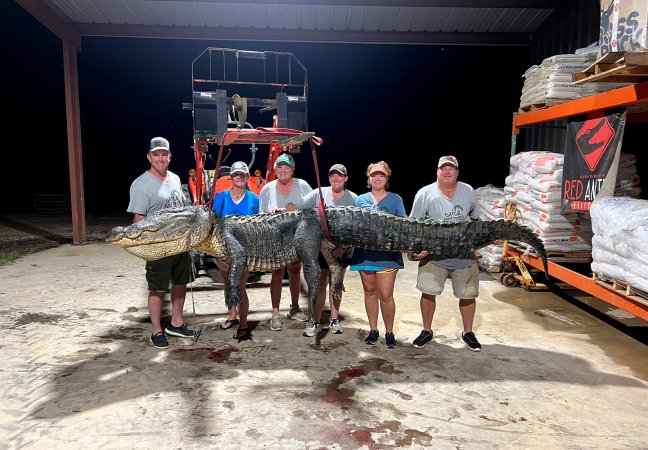 Six alligator hunters hold up a 14-foot gator.