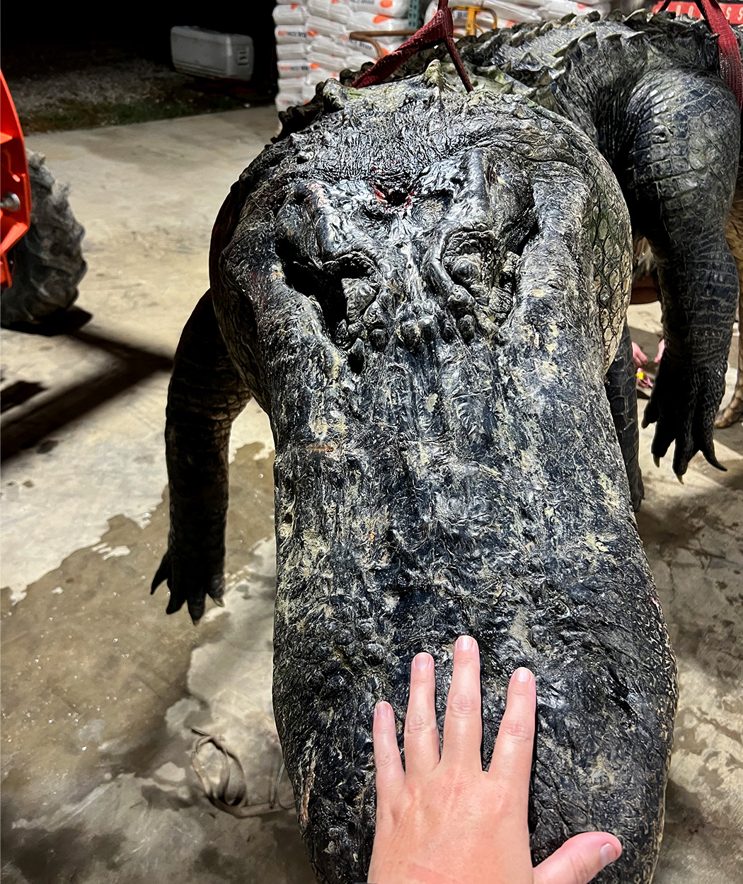 A hunter lays a hand on a giant gator's snout.