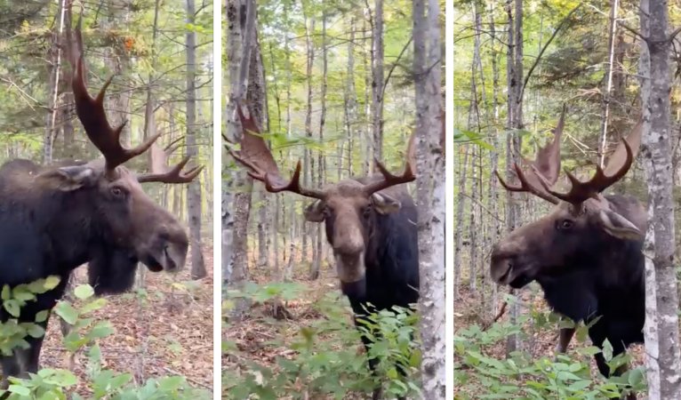 An up-close shot of a bull moose in the Maine woods.