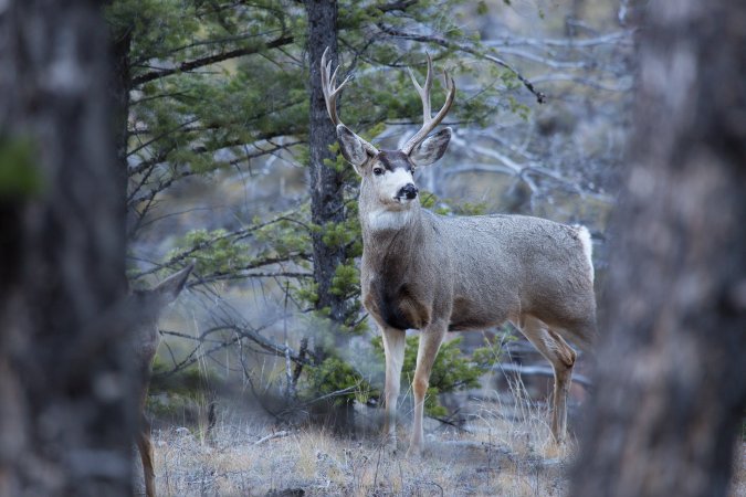 A mule deer in the trees.