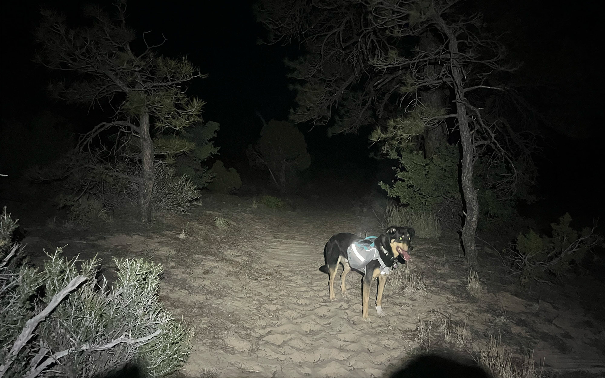 A dog pauses on a dark trail.