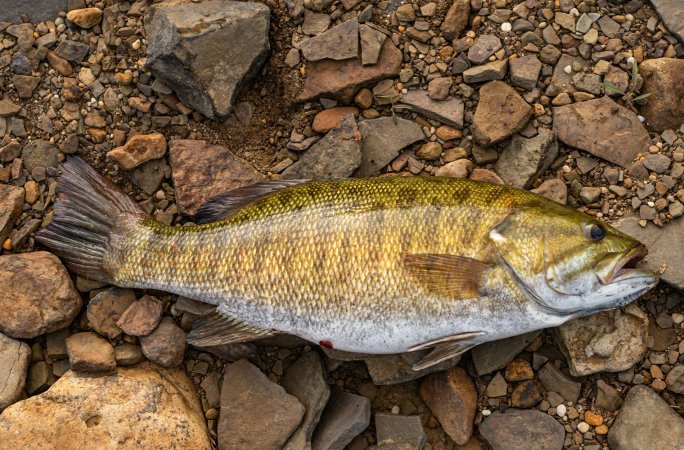 A smallmouth bass on the rocks.