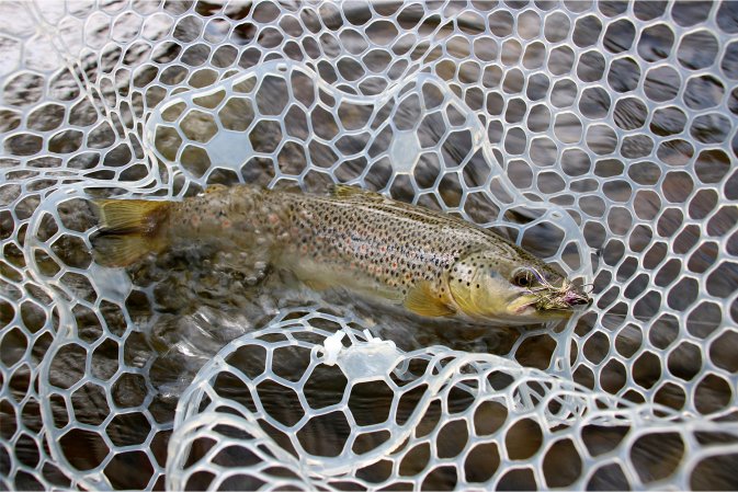 A brown trout caught on a fly.