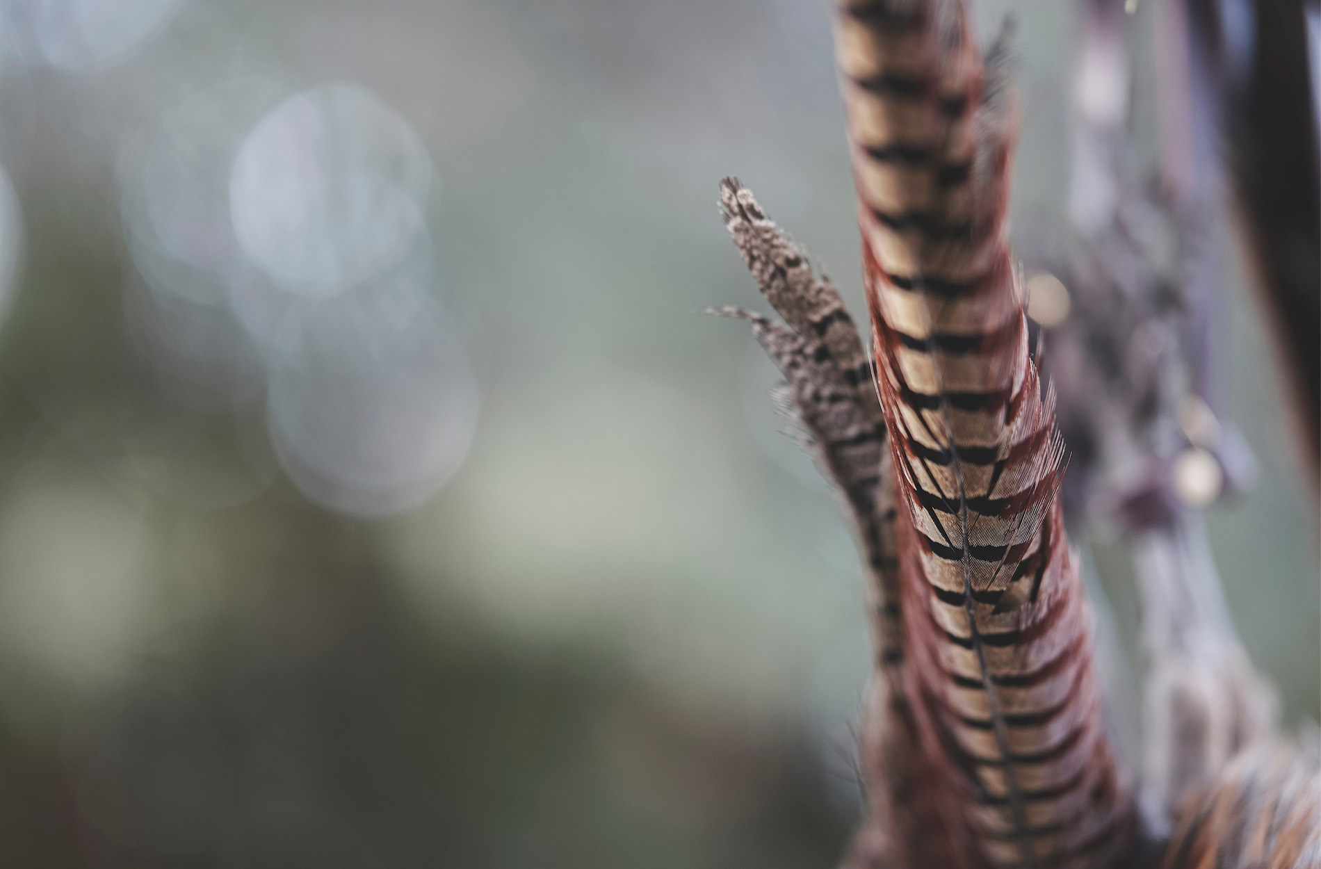 The Breaths of Birds: What Hunting Taught Me About Life and Death