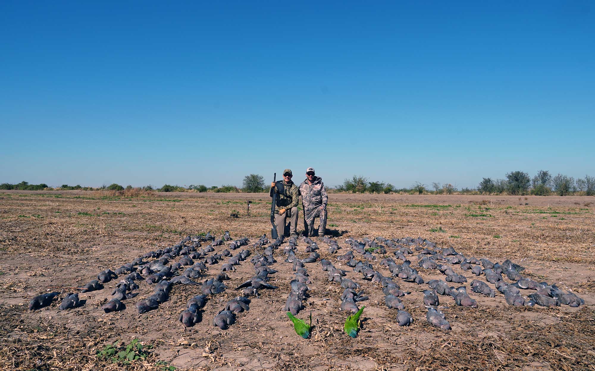 pigeon hunt argentina