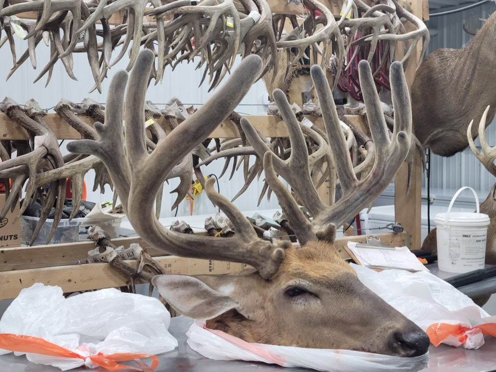 A giant buck's head on a table at the taxidermist.