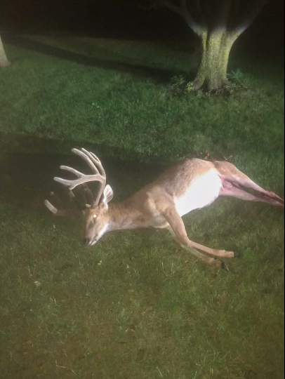 A big dead buck lying in the grass.