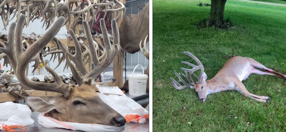 A big velvet iowa deer lying in the grass and with its cape at a taxidermist.