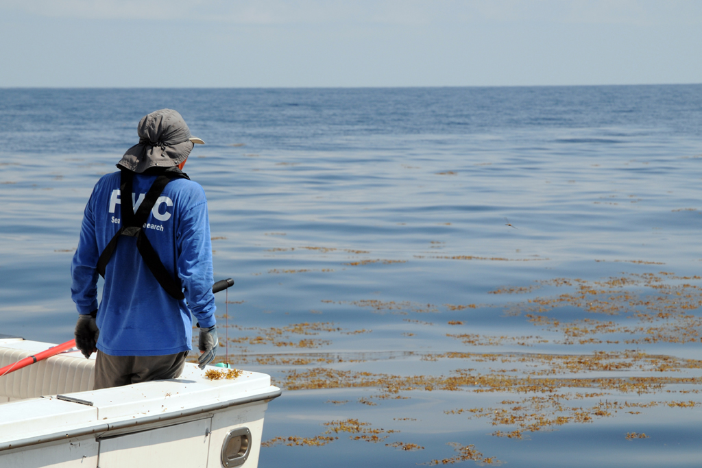 How to catch mahi mahi on a sargassum paddy