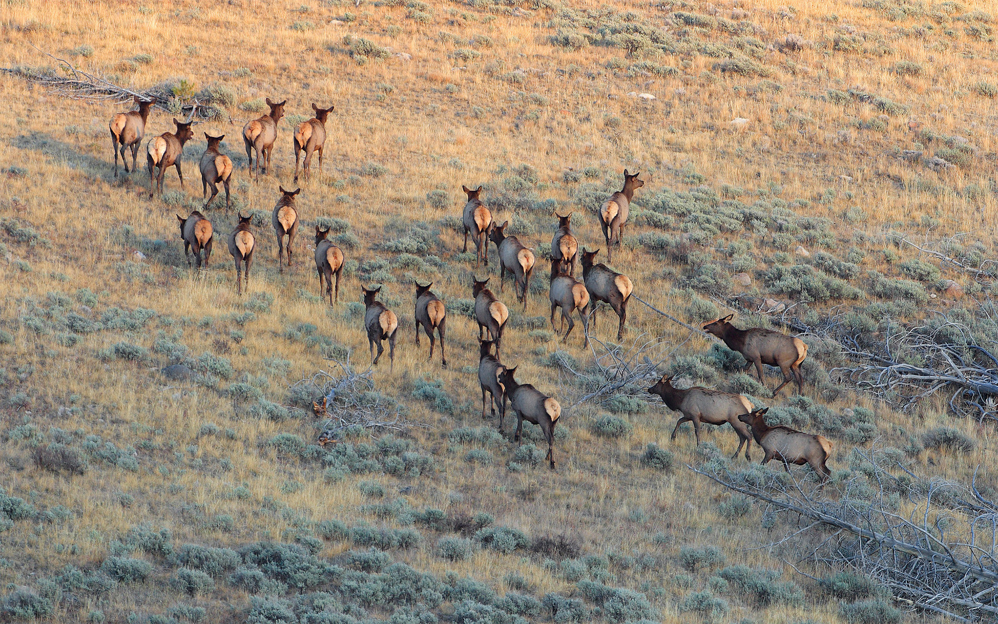 A herd of elk in the sagebrush.