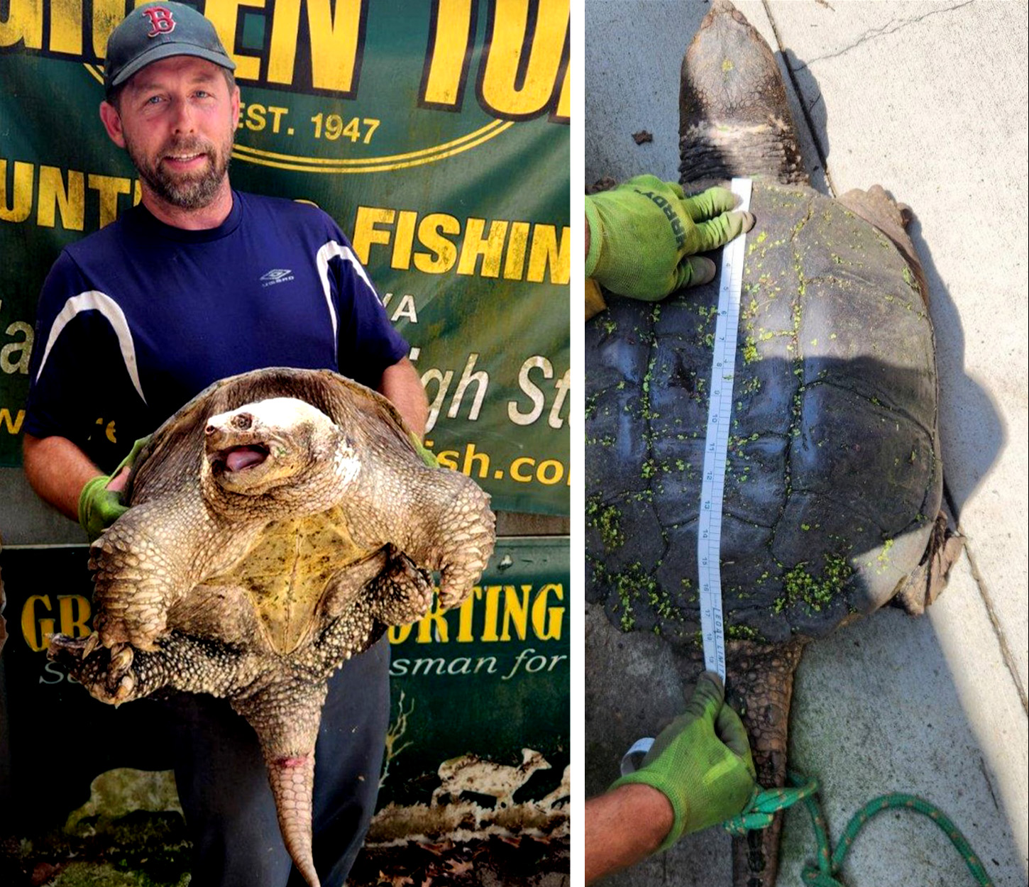 ‘Godzilla’ Snapping Turtle Is So Huge Virginia Officials Established a New Record Category