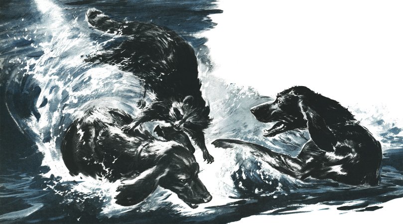 An old illustration showing two coonhounds fighting with a raccoon in a river.