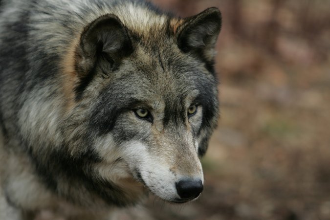 A close-up of a gray wolf in the woods.