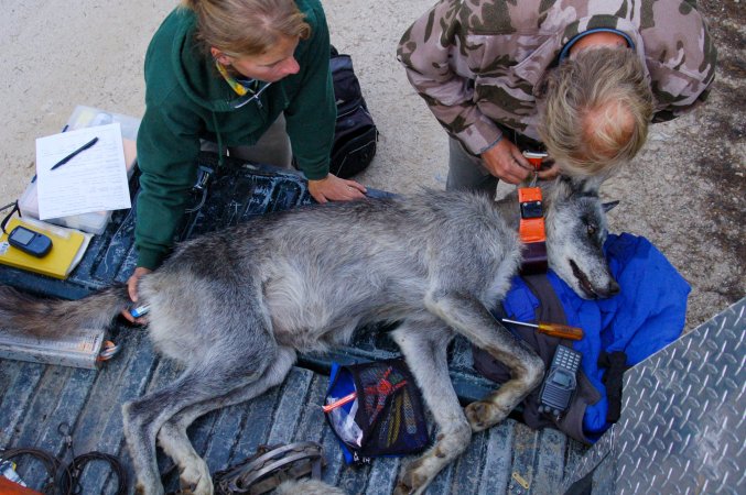 Biologists fit a GPS collar on a wolf on a tailgate.