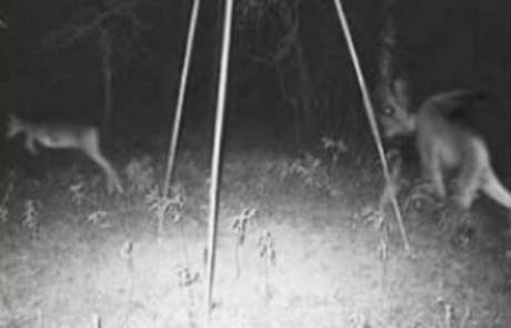 spooky trail camera