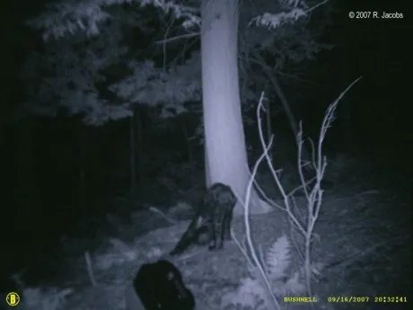 trail camera photos