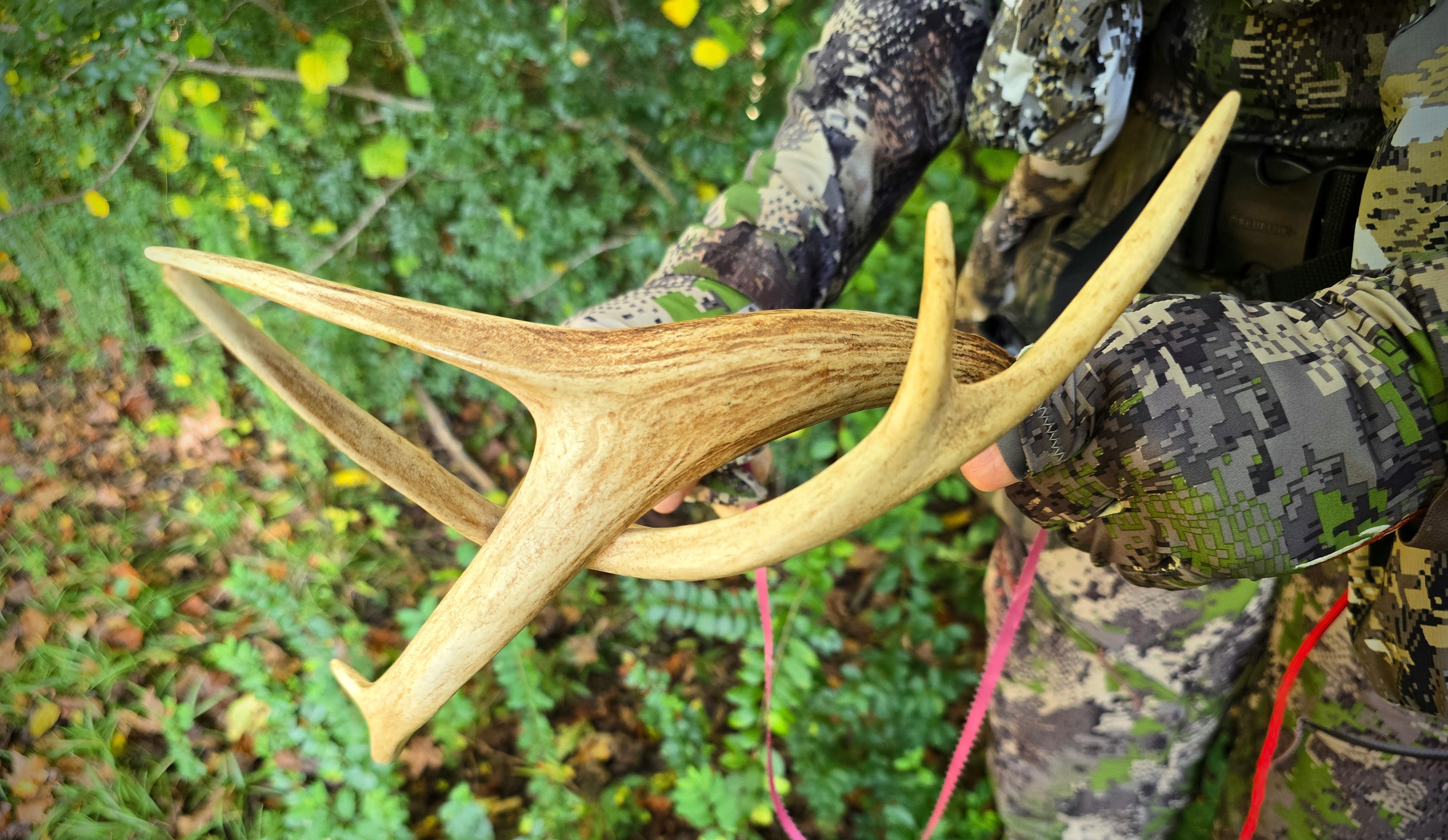 A hunter bangs together two rattling antlers.