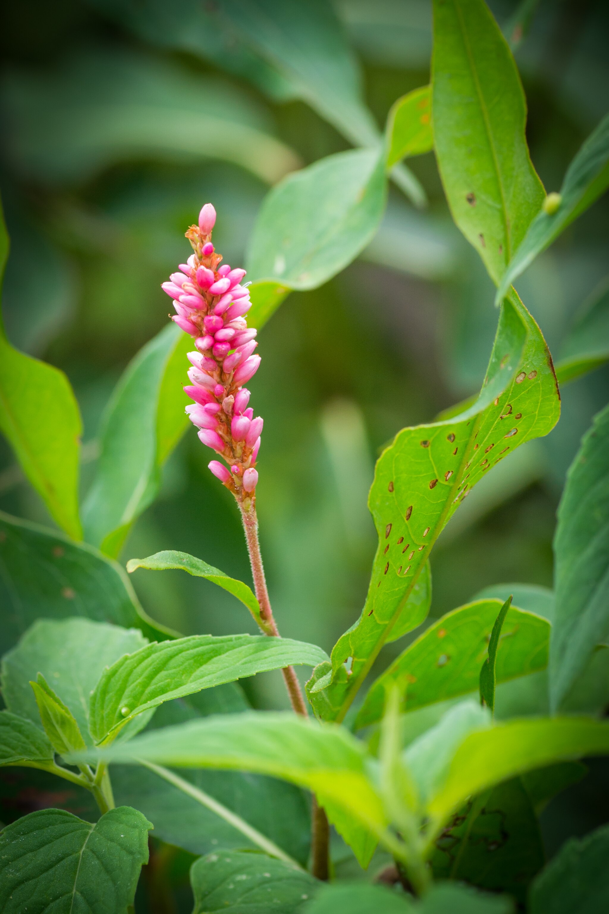 A close-up of a pink smartweed flowerhead