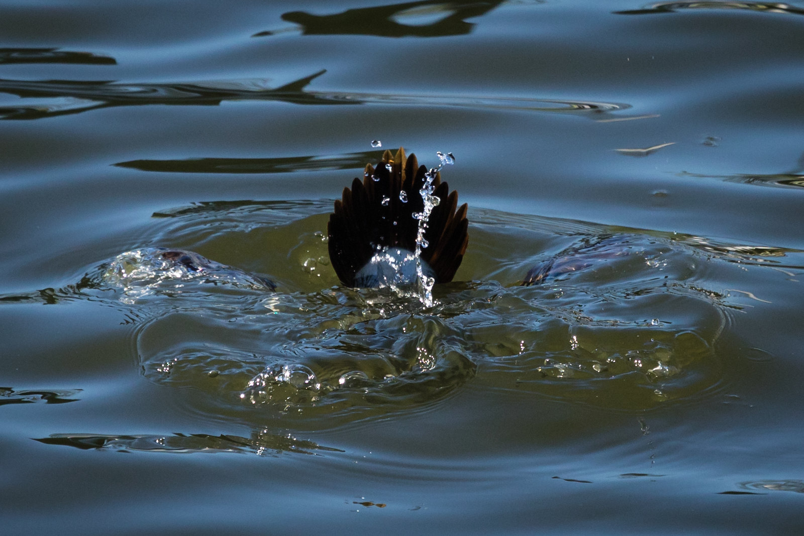 A ruddy duck begins a dive for food.