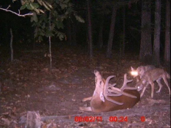 spooky trail camera