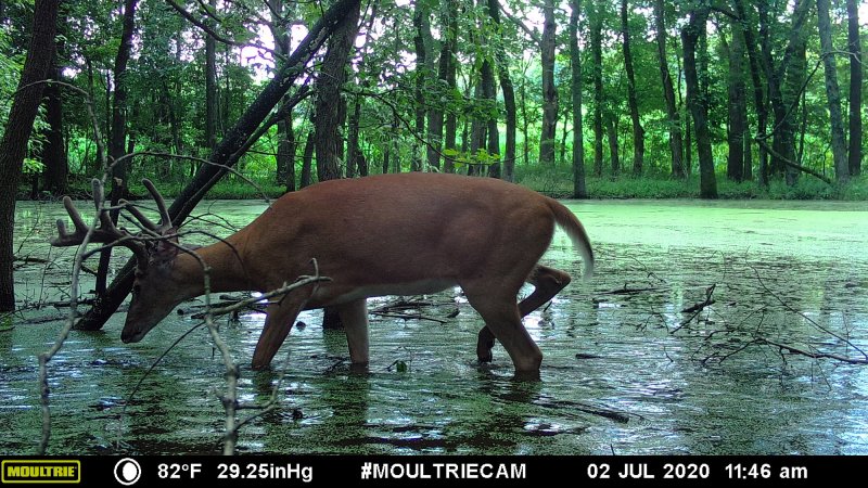 MOULTRIE DIGITAL GAME CAMERA