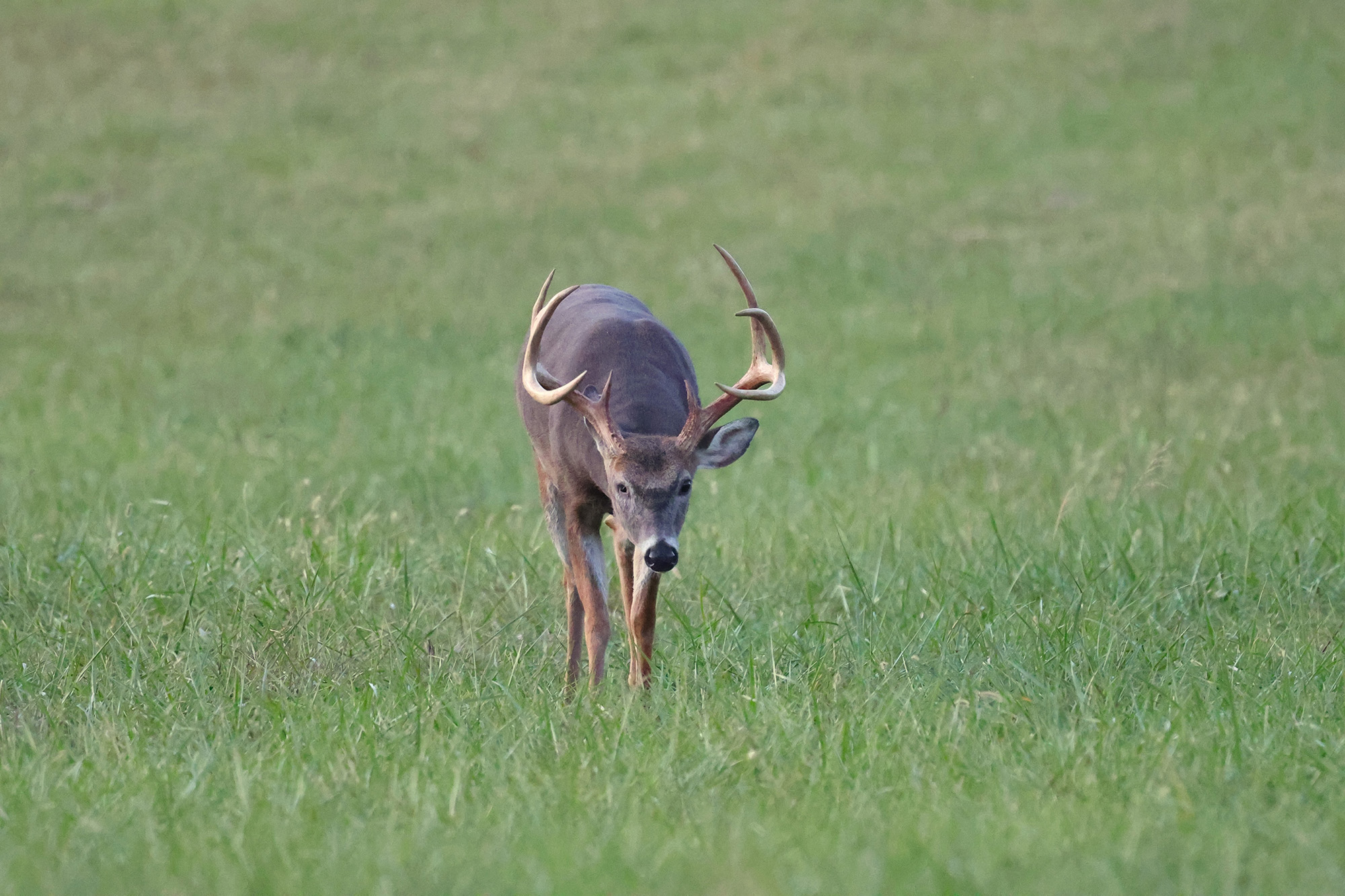 10 Odd and Unorthodox Deer Hunting Tips That Actually Do Work