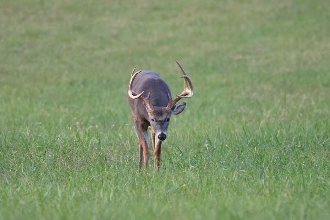 a nice typical whitetail buck walks across a grassy field