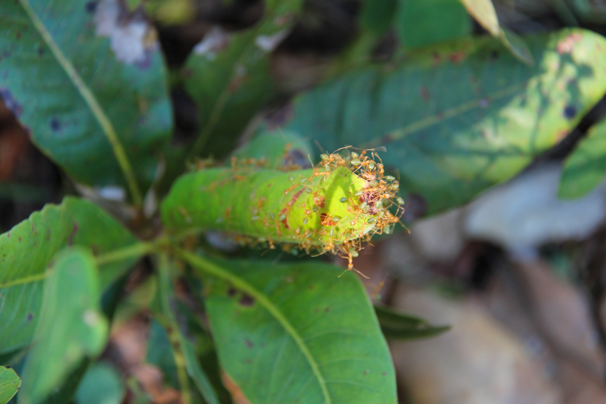 Green ants on a plant in Australia