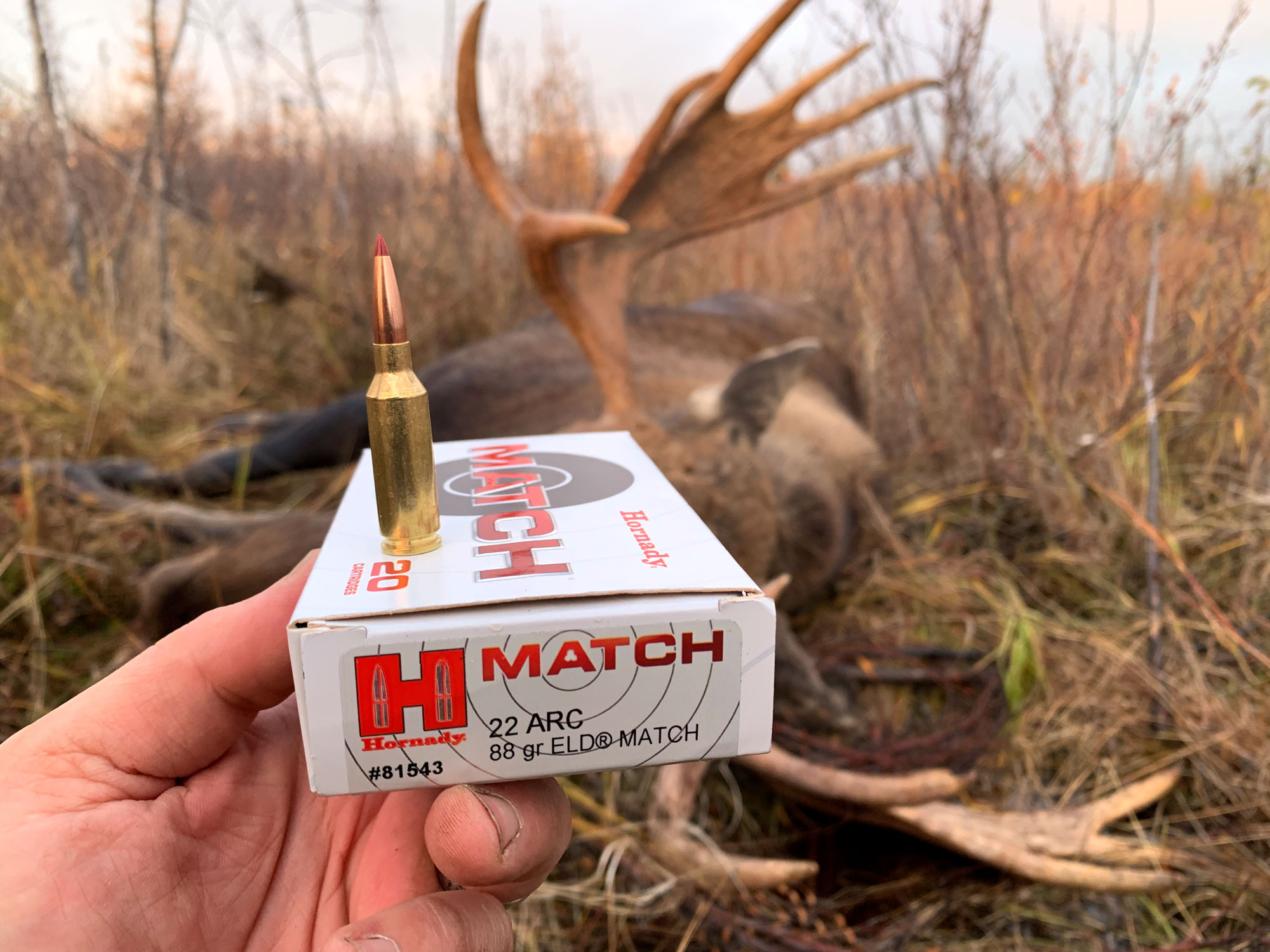 Video: Moose Hunting With the 22 ARC